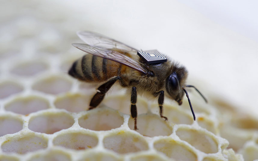 Un micro-senzor este lipit pe partea din spate a unei miere de albine pentru a monitoriza mișcările sale. Oamenii de stiinta australieni au arătat pe care le folosesc micro-senzori atașați la albinelor, ca parte a unui efort global pentru a înțelege factorii cheie de conducere un declin populație la nivel mondial de polenizatori.
