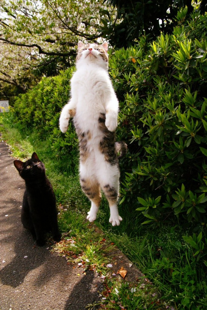 perfectly-timed-cat-levitating-685x1024