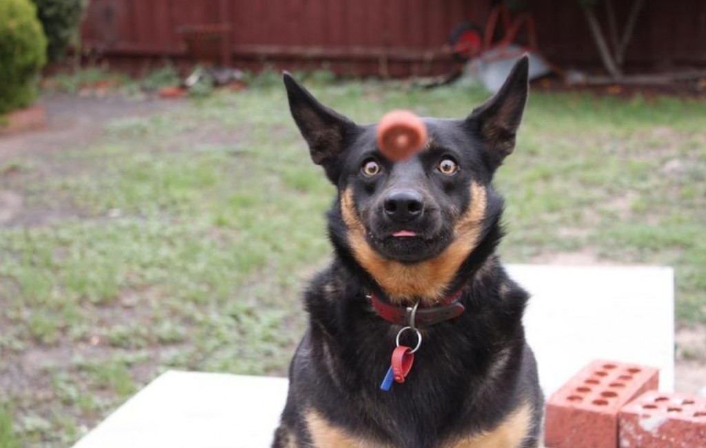 perfectly-timed-dog-and-ball-1024x651