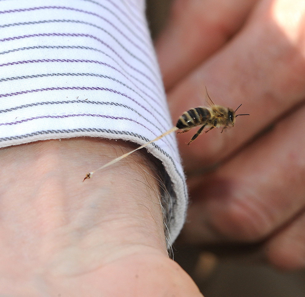 perfectly-timed-wasp-sting