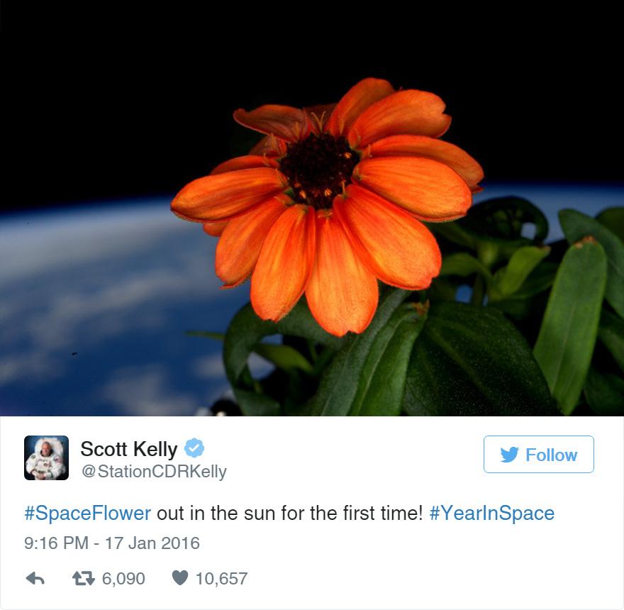 space-first-flower-bloom-nasa-scott-kelly-18