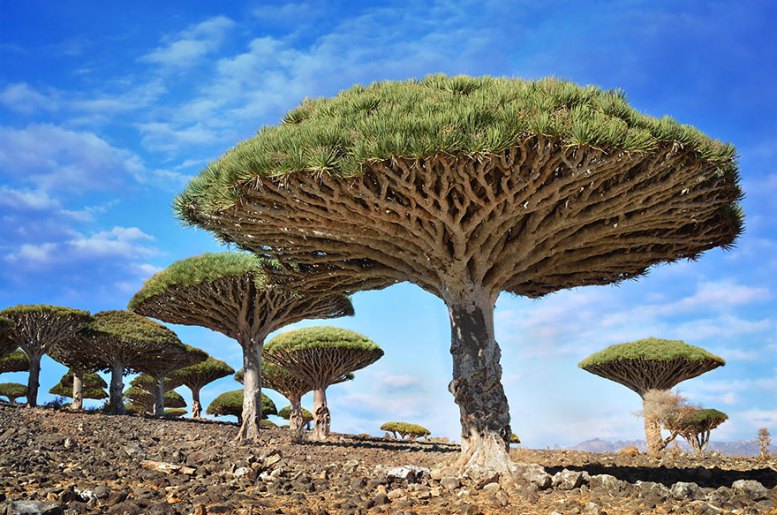 Copacii Dragonblood, Socotra, Yemen