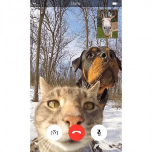 Pisica selfie (2)