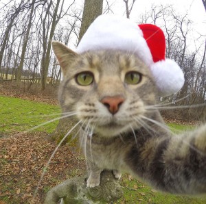 Pisica selfie (3)