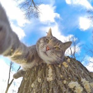 Pisica selfie (8)