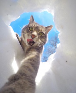 Pisica selfie (9)