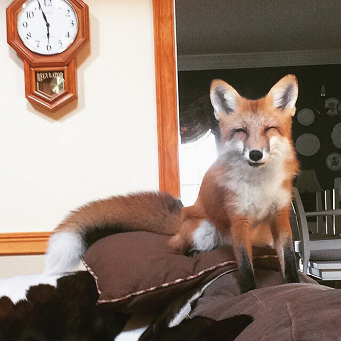 juniper-fox-happiest-instagram-12