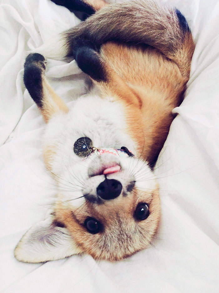 juniper-fox-happiest-instagram-35