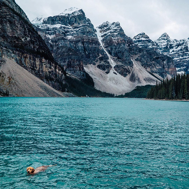traveling-dog-aspen-the-mountain-pup-instagram-48