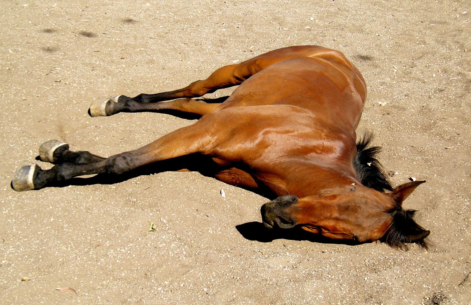 Sibiu: Un cal mort a zăcut aproape 20 de ore pe marginea DN 1 fiindcă firma de ecarisaj care urma să-l ia nu avea un container destul de mare