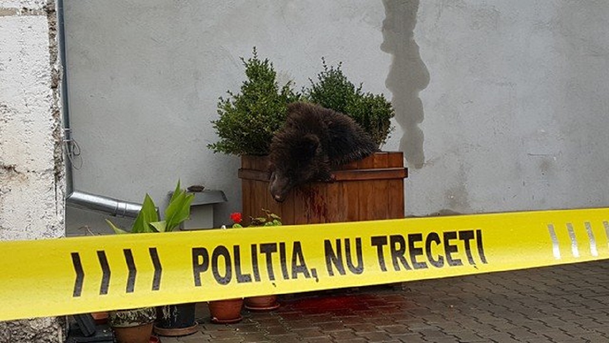 Șeful Poliției Municipiului Sibiu demisionează, după ce a ordonat ca ursul să fie împușcat