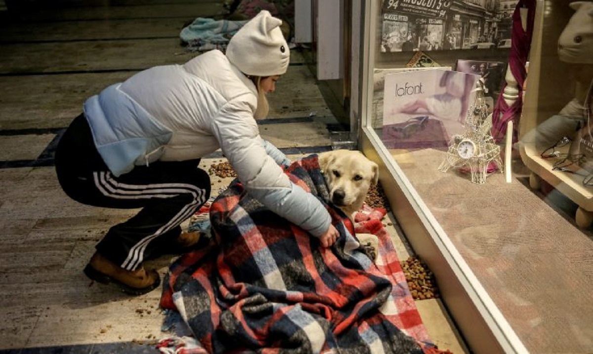 Câinii maidanezi din Turcia nu au fost lăsați să doarmă în ger. Ce au făcut oamenii pentru a proteja patrupedele de frig.