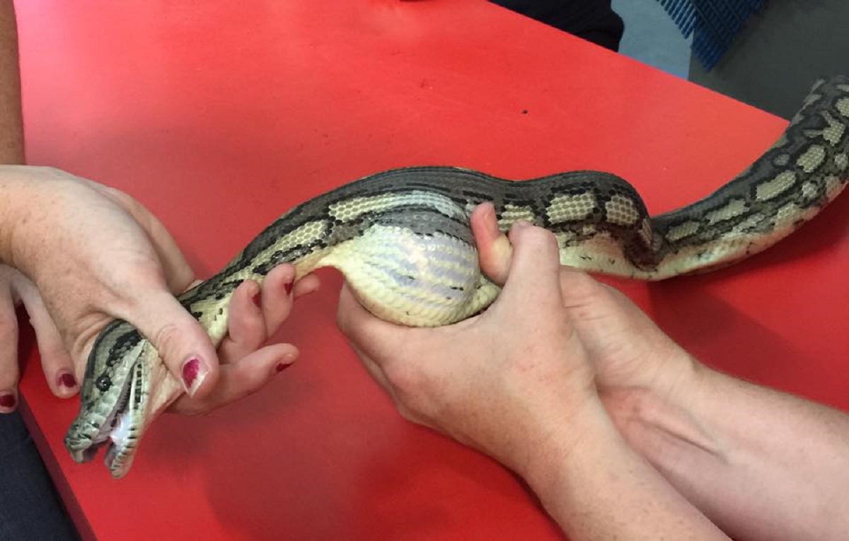 Un bărbat a găsit un șarpe în pădure și pentru că a observat că este umflat a decis să-l ducă la veterinar.