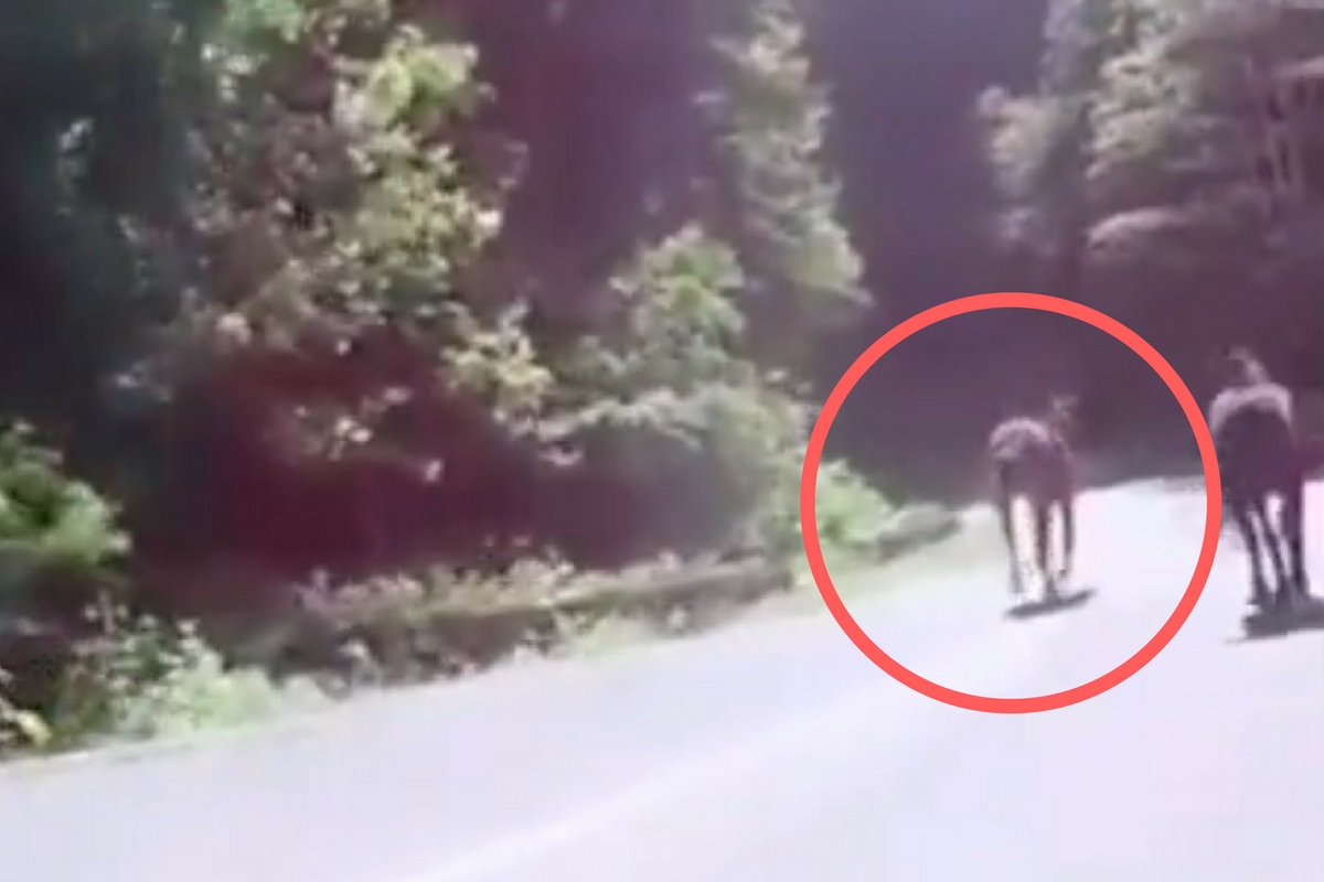 Un român a fost martorul unei întâmplări șoc! Urmărește cu atenție acest cal care aleargă pe drum!