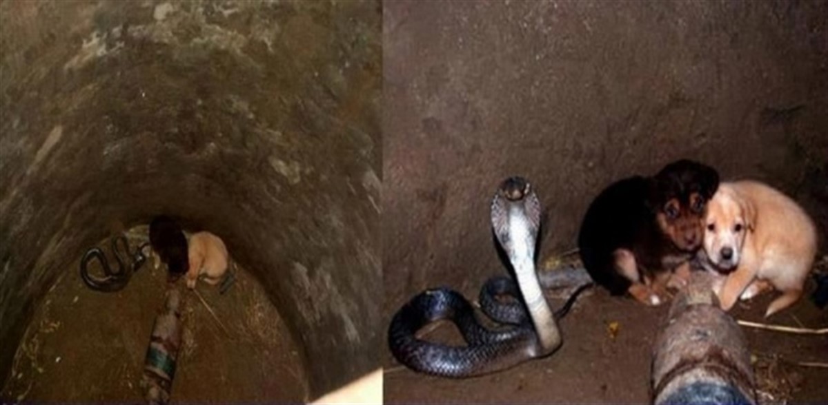 Doi cățeluși au căzut într-o groapă cu o cobră, unul dintre cei mai periculoși șerpi din lume. Povestea lor a uimit internetul!