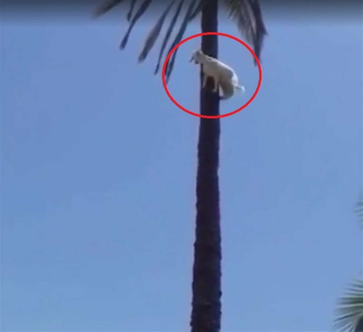 Imaginile care prezintă o capră într-un palmier au devenit virale pe Internet!