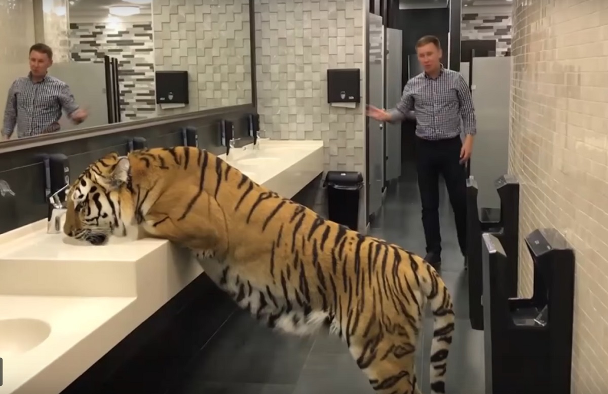 S-a întâlnit cu tigroaica în baie! Cum a reacționat felina când l-a văzut!