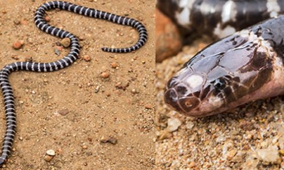 Australia: Cercetătorii au descoperit o nouă specie de şarpe veninos!