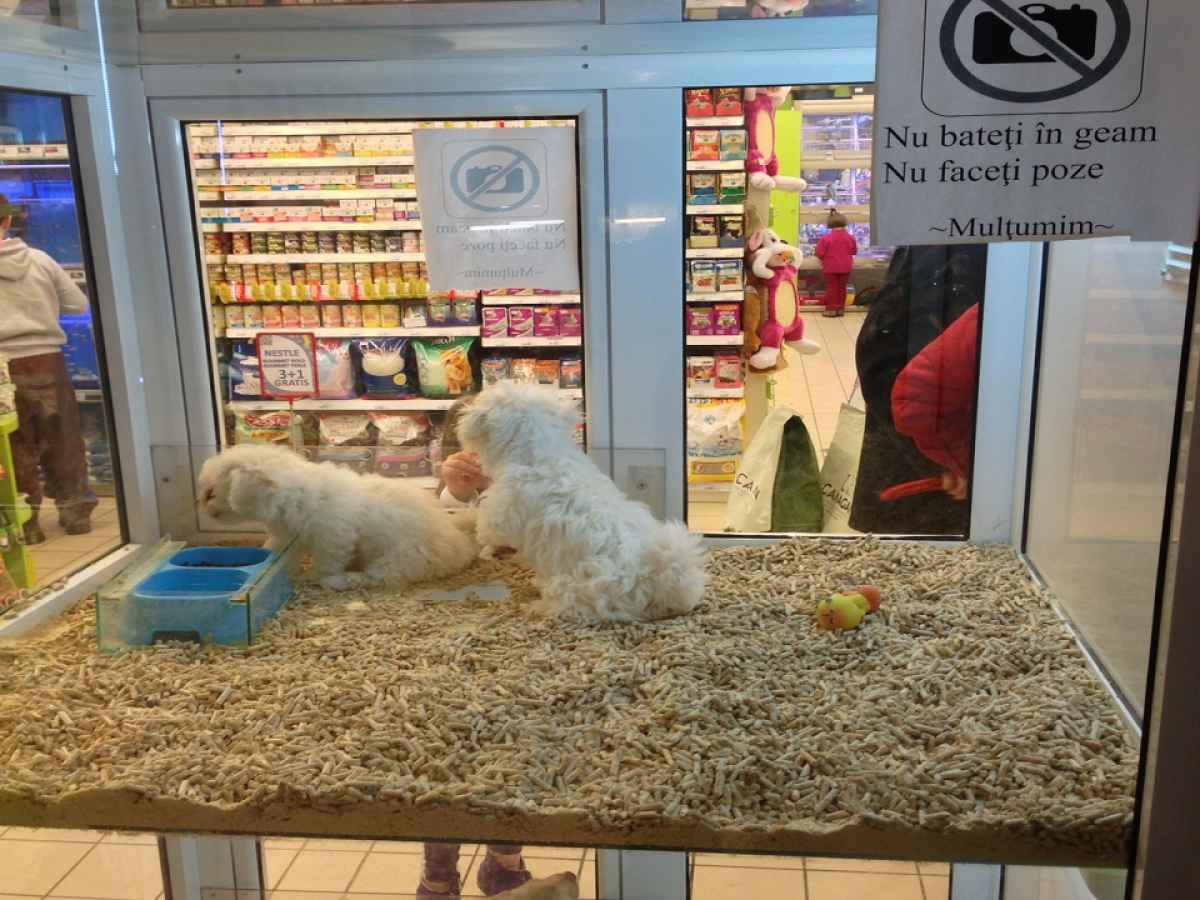 Lege Vanzarea De Caini Si Pisici In Pet Shop Uri Este Interzisă