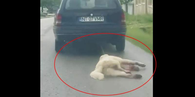 Câine în agonie, târât de o mașină, în Neamț. Animalul a fost legat de gât cu o funie. Video