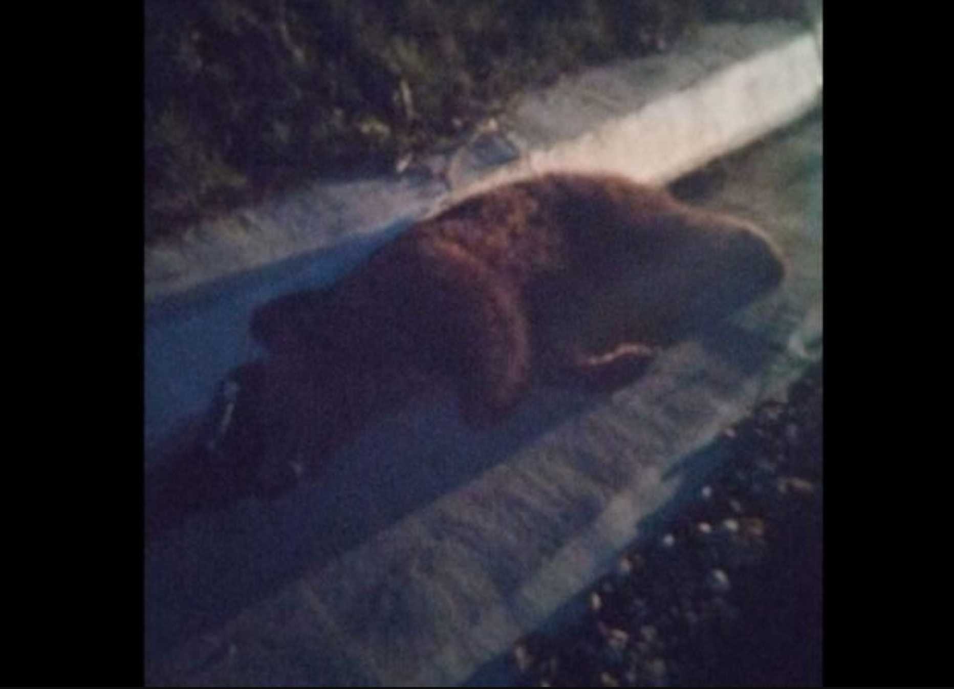 Urs lovit mortal de o mașină, în județul Sibiu