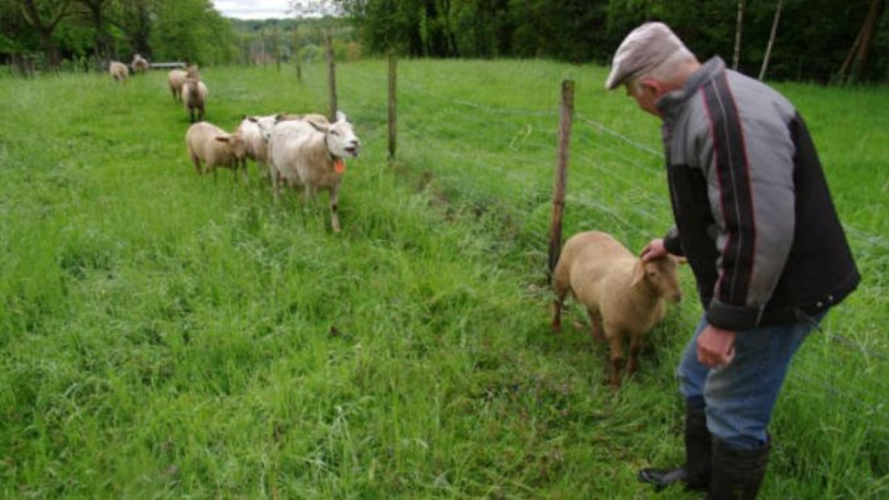 Amendă uriașă pentru un bătrân care a ieșit să-și adune oile scăpate din țarc