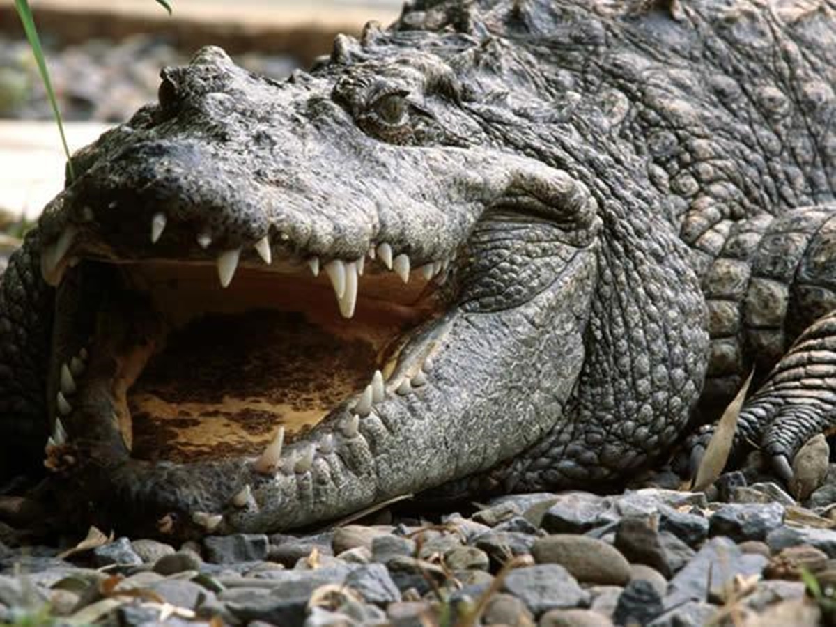 Povestea crocodilului Gustave care a mâncat peste 300 de oameni