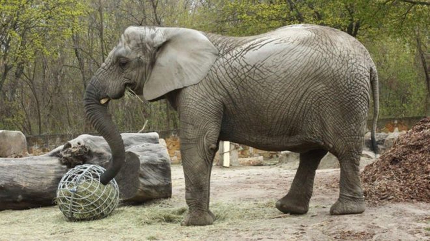 Soluția pentru elefanții stresați! Droguri administrate prin trompă la ZOO Varșovia