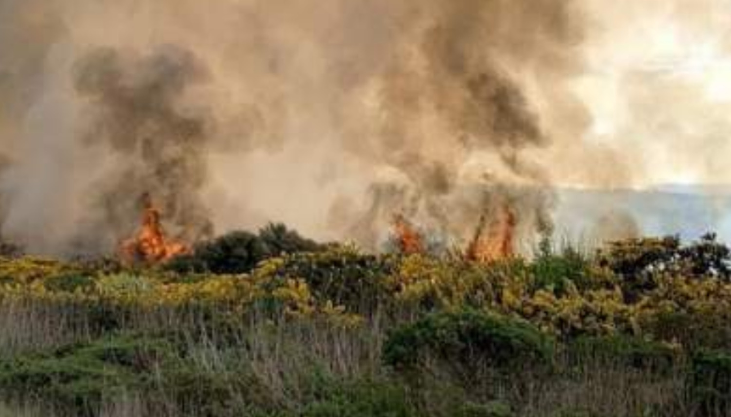 Incendiu puternic lângă București! Ard 10 hectare de teren la Periș